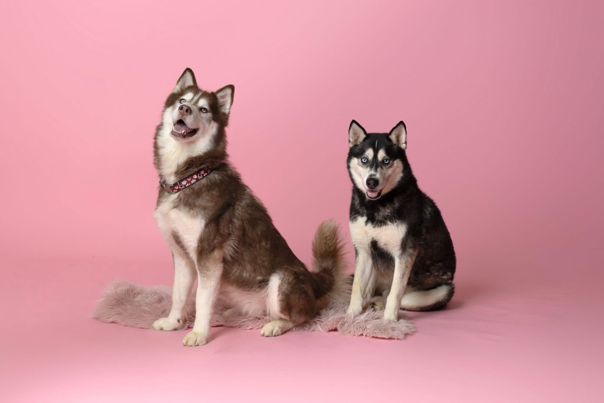 Meeko & Sage (Bonded Pair), Adoptable, Adult Male Siberian Husky.