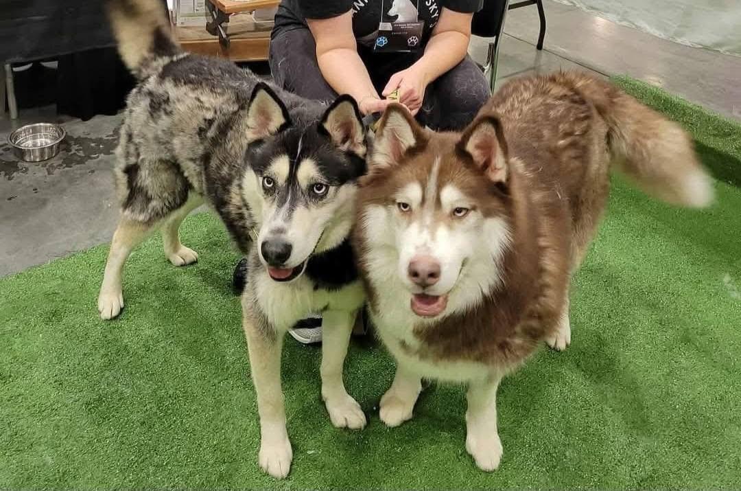 Meeko & Sage (Bonded Pair), Adoptable, Adult Female Siberian Husky.