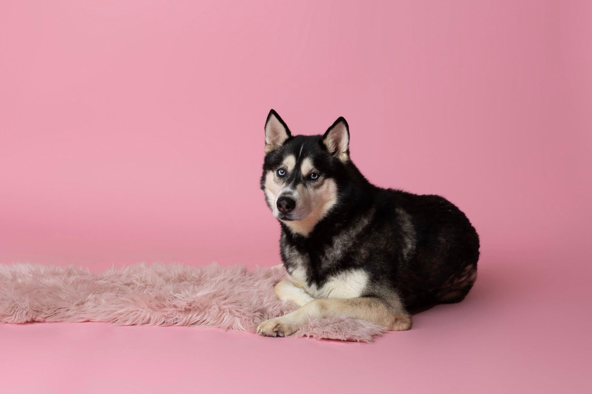 Enlarge Meeko & Sage (Bonded Pair), a Adoptable Siberian Husky in Langley, BC image 5/6