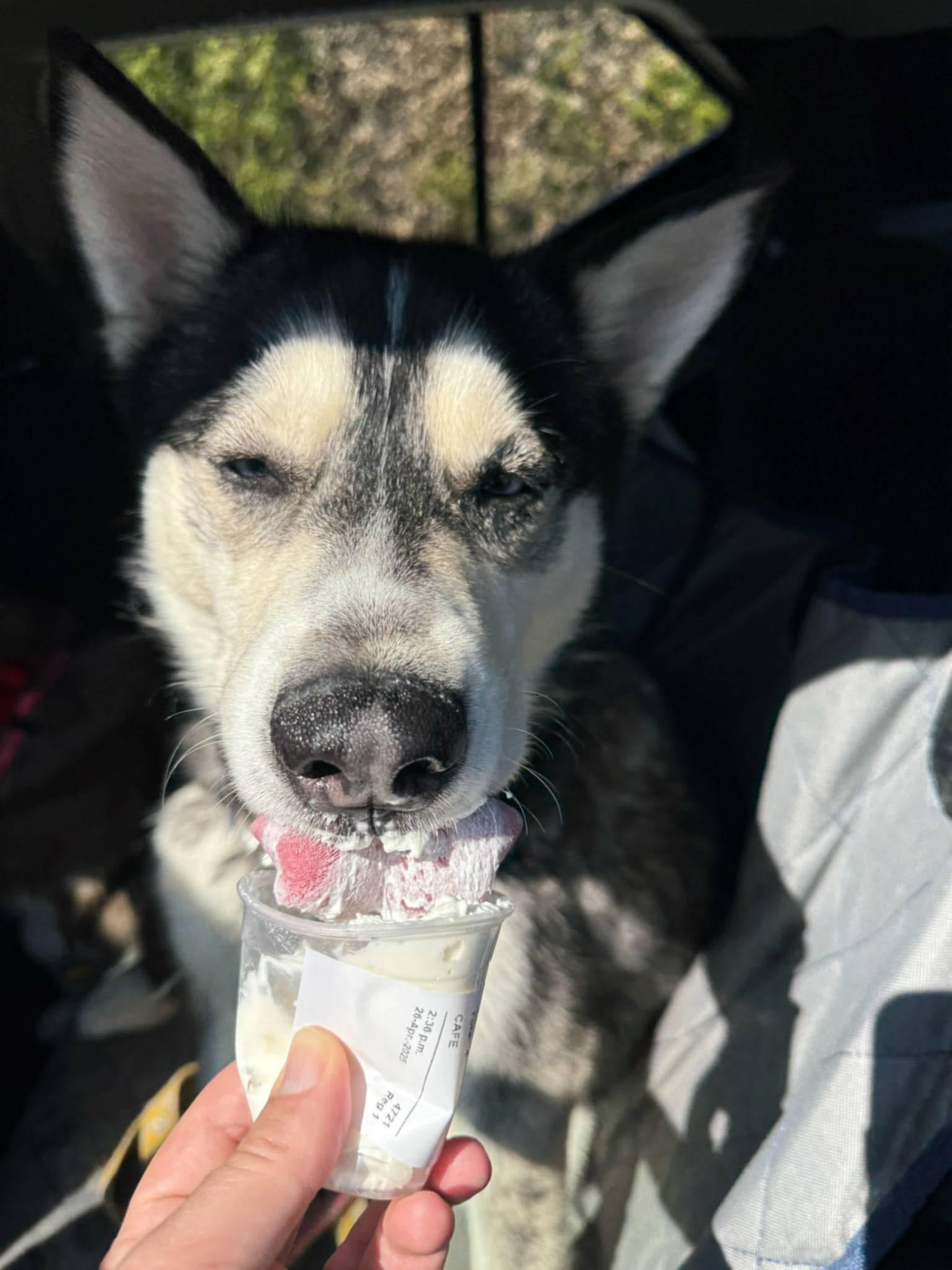 Enlarge Meeko & Sage (Bonded Pair), a Adoptable Siberian Husky in Langley, BC image 6/6