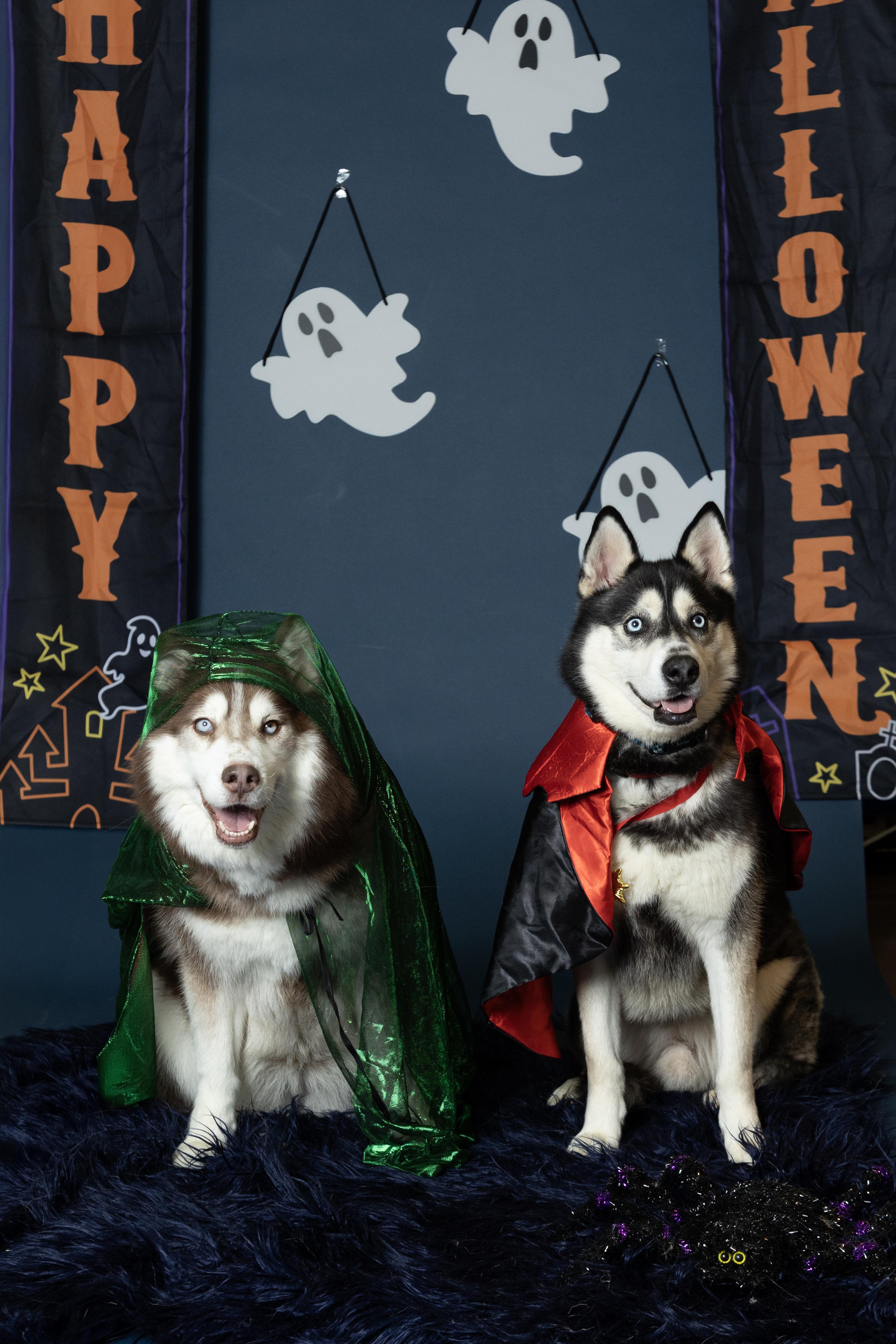 Enlarge Meeko & Sage (Bonded Pair), a Adoptable Siberian Husky in Langley, BC image 2/6