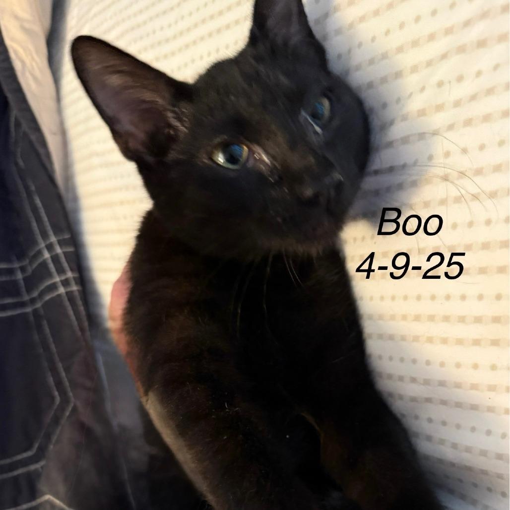 Enlarge Boo, a Adoptable mixed breed in San Antonio, TX image 1/1