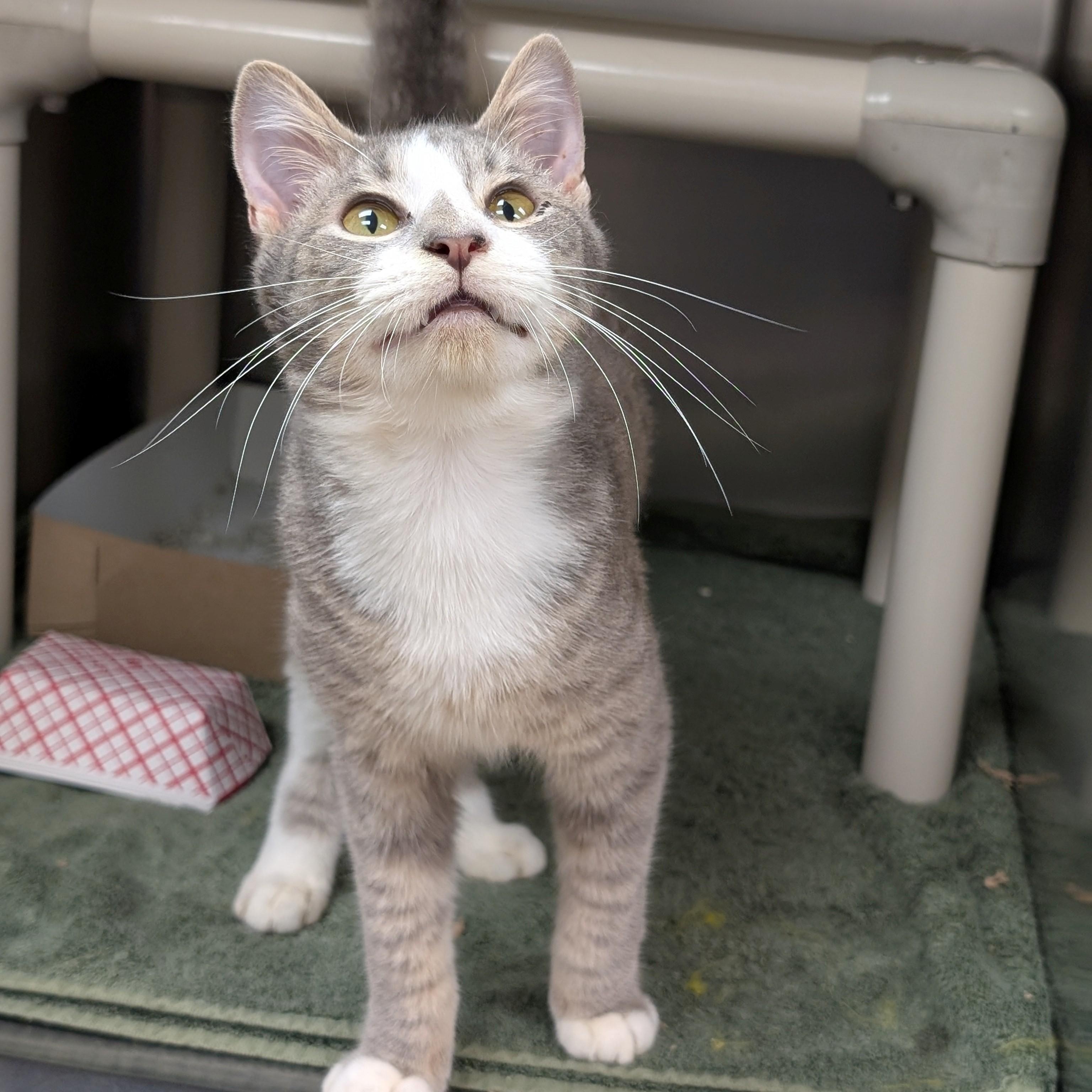 Little Bit, adopted, Kitten Male Domestic Short Hair.