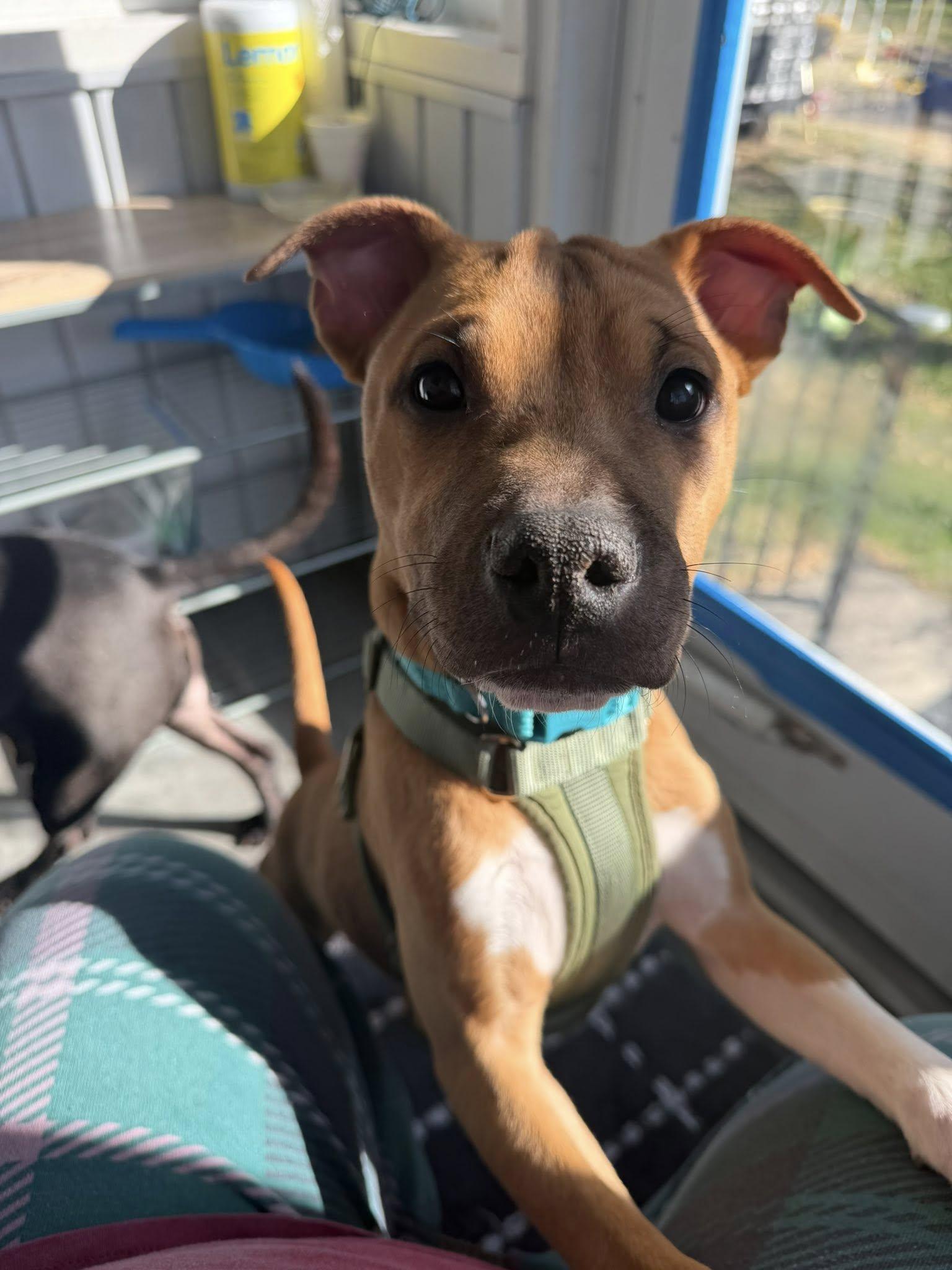 Enlarge Connor, a Adoptable mixed breed in millville, NJ image 5/5