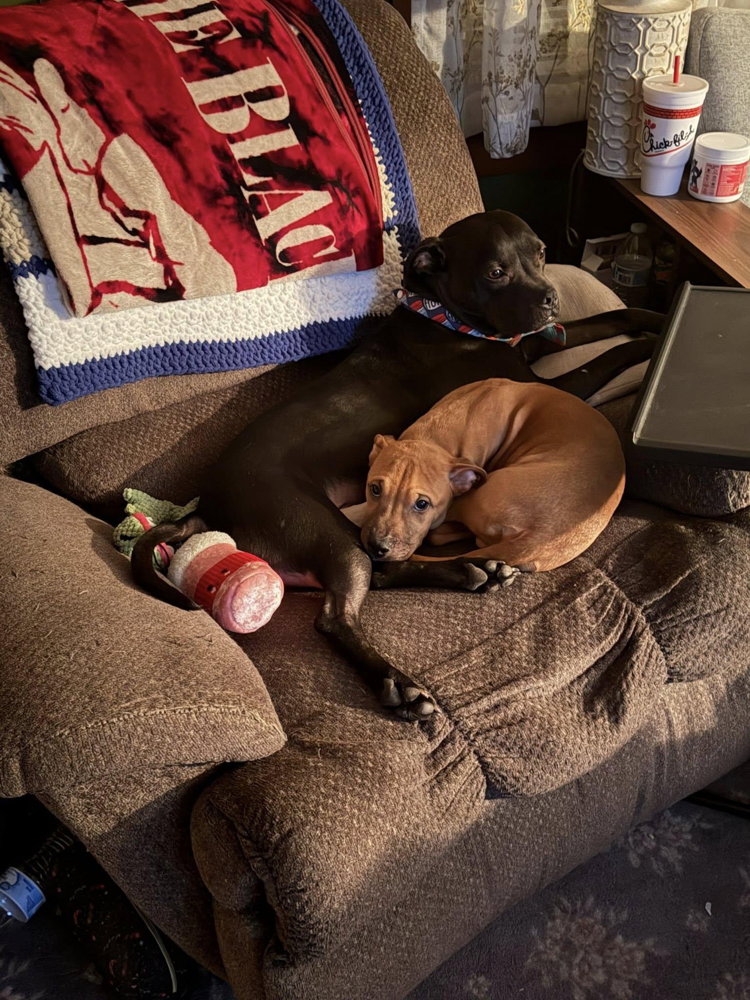 Enlarge Connor, a Adoptable mixed breed in millville, NJ image 2/5