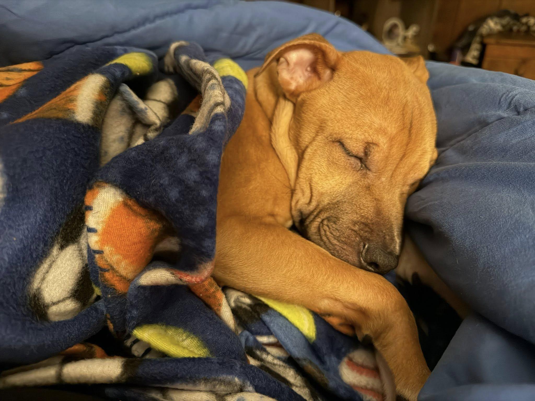 Enlarge Connor, a Adoptable mixed breed in millville, NJ image 4/5