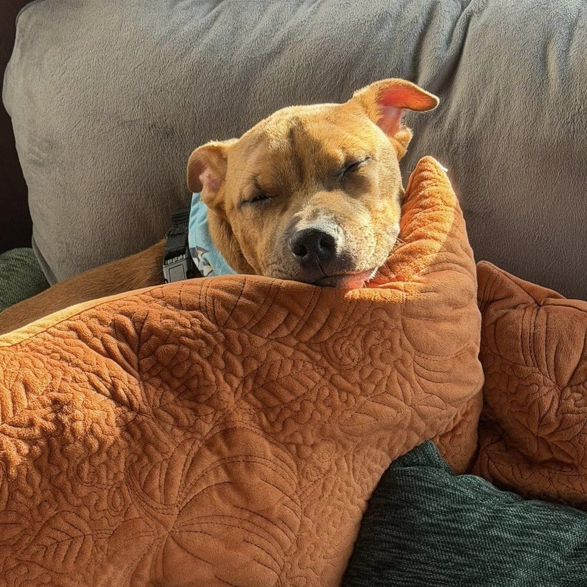 Enlarge Connor, a Adoptable mixed breed in millville, NJ image 1/5