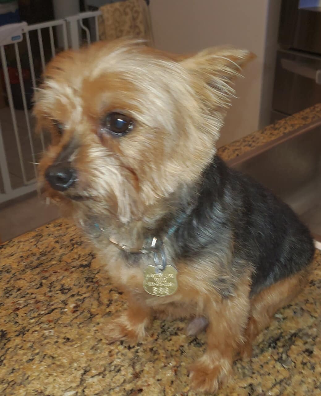 RUDY, a Adopted Yorkshire Terrier in Palm City, FL image 1/2