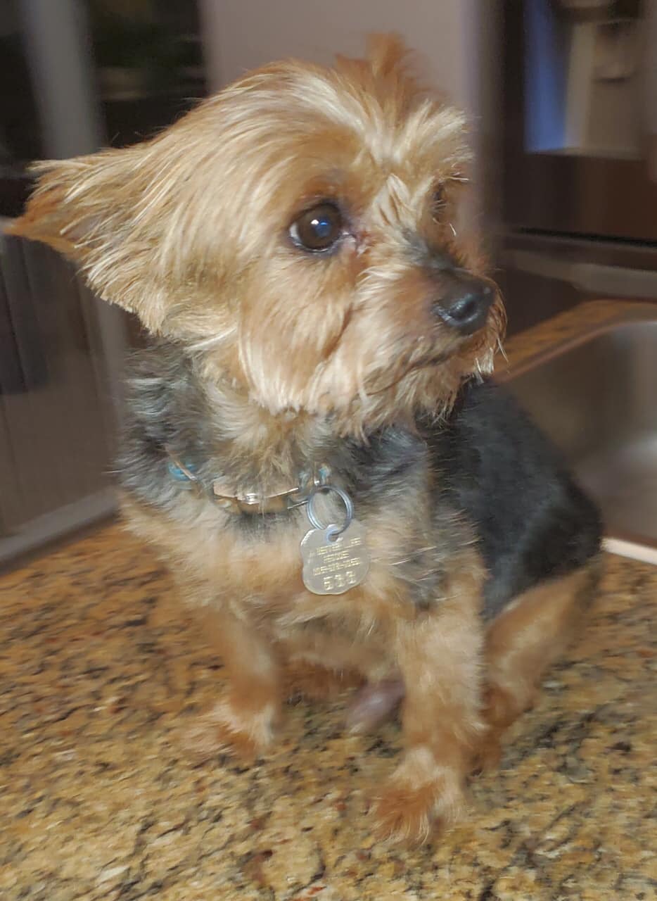 RUDY, a Adopted Yorkshire Terrier in Palm City, FL image 2/2