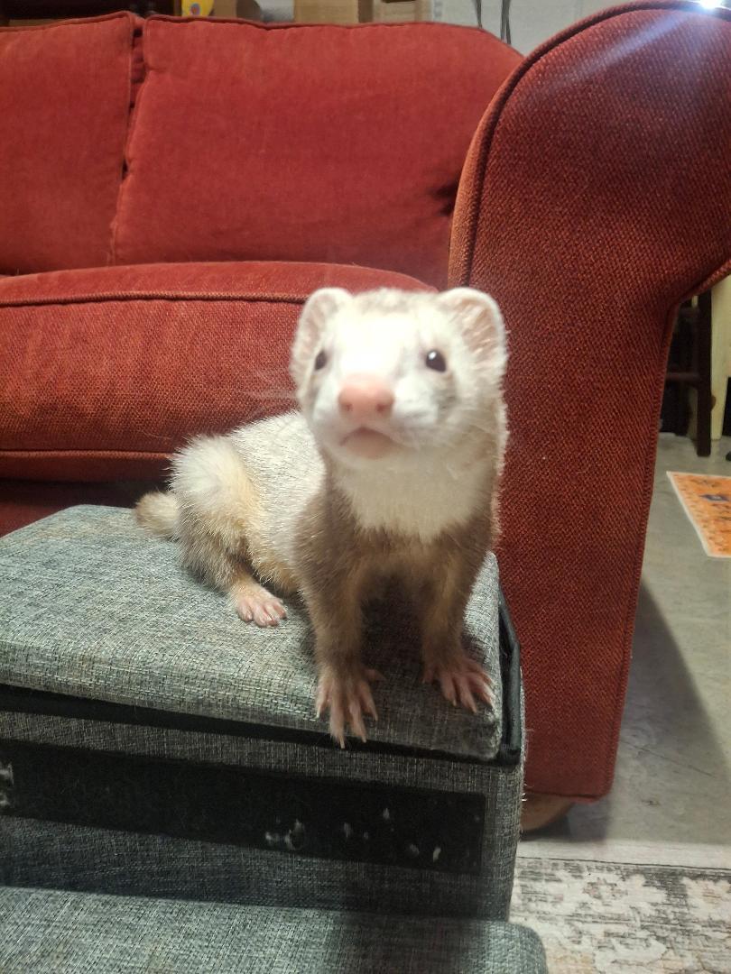 Enlarge Biggie, a Adoptable Ferret in Lake worth, FL image 1/1