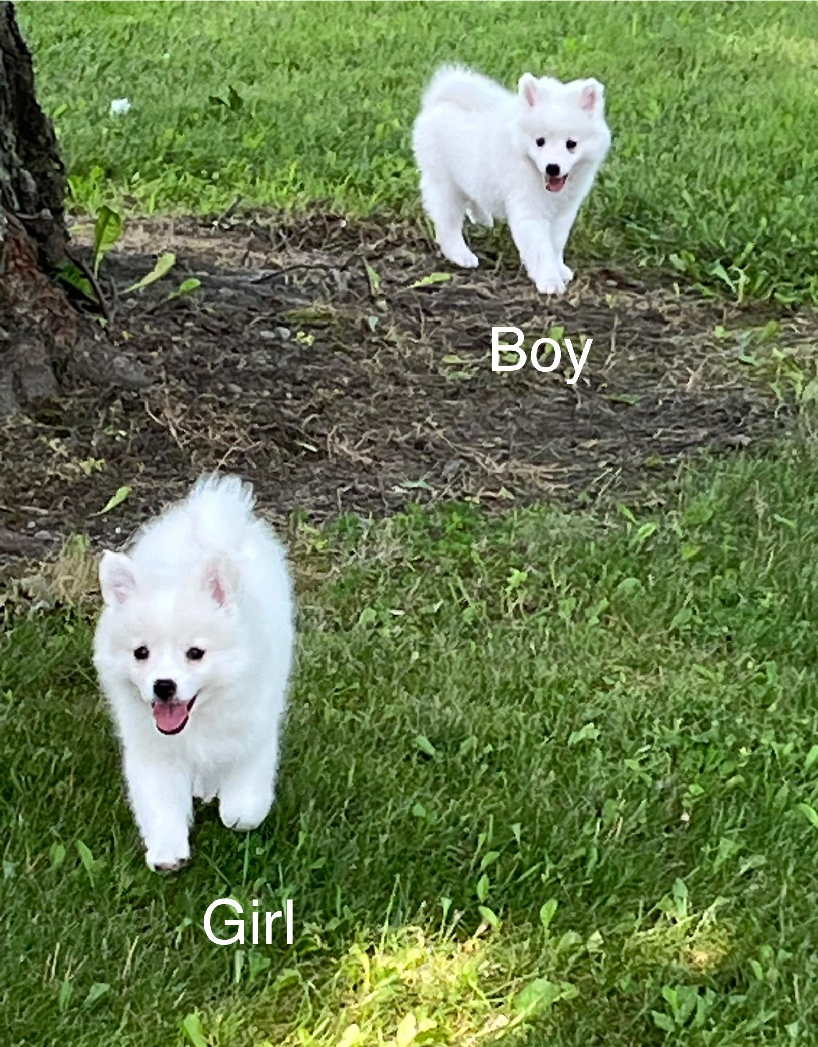 Abby, Aggy and Auggie, Baby Female unknown