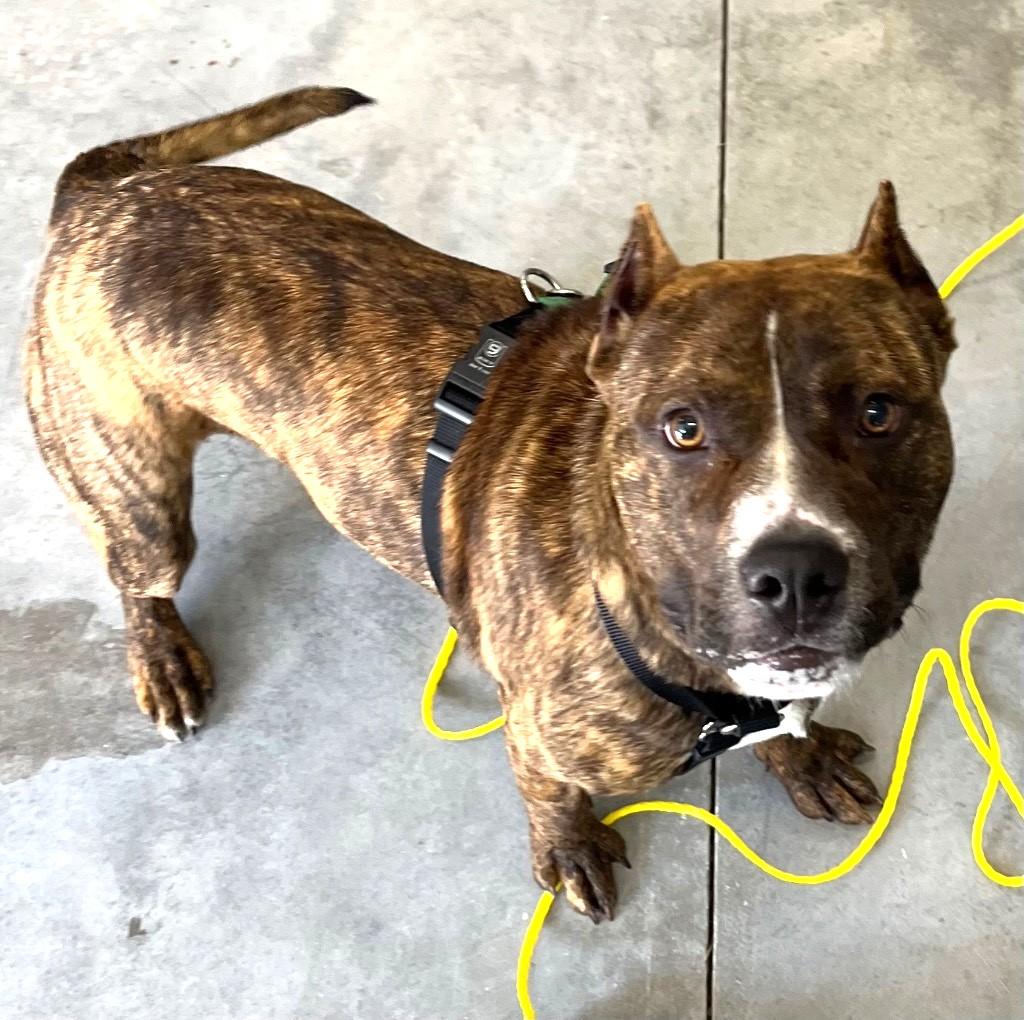 Kenobi Great with Kids, Cats and Dogs! Adorable Little Man, adopted, Young Male American Bulldog.