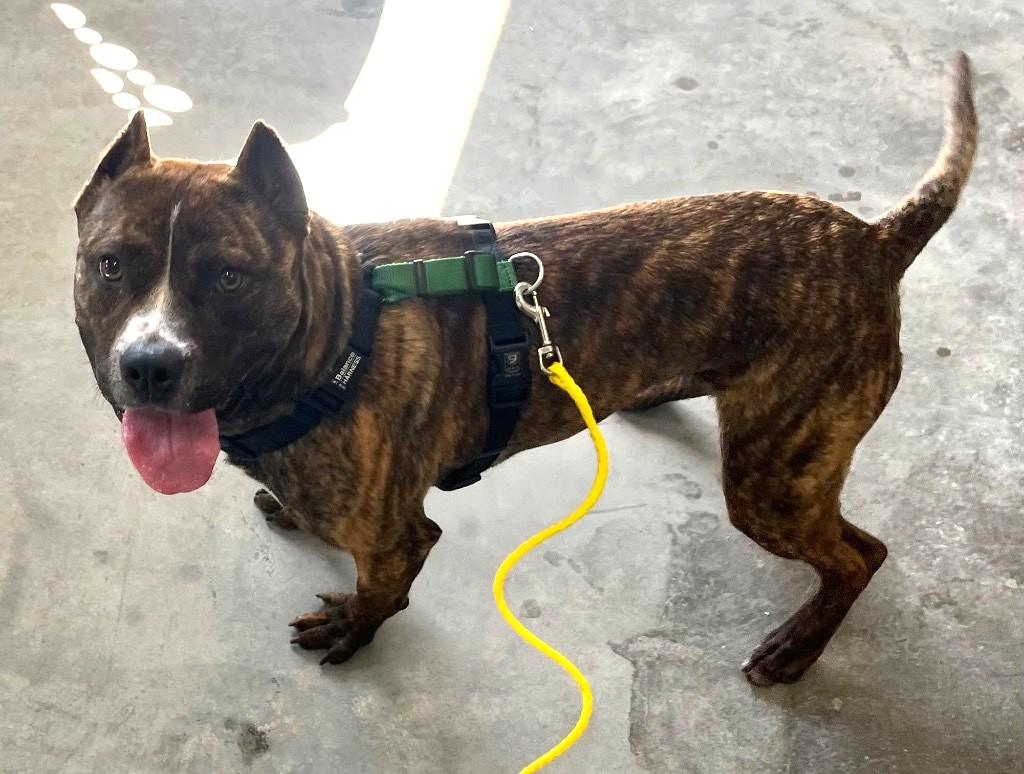 Kenobi Great with Kids, Cats and Dogs! Adorable Little Man, an adopted American Bulldog in Richmond, VA image 2/2