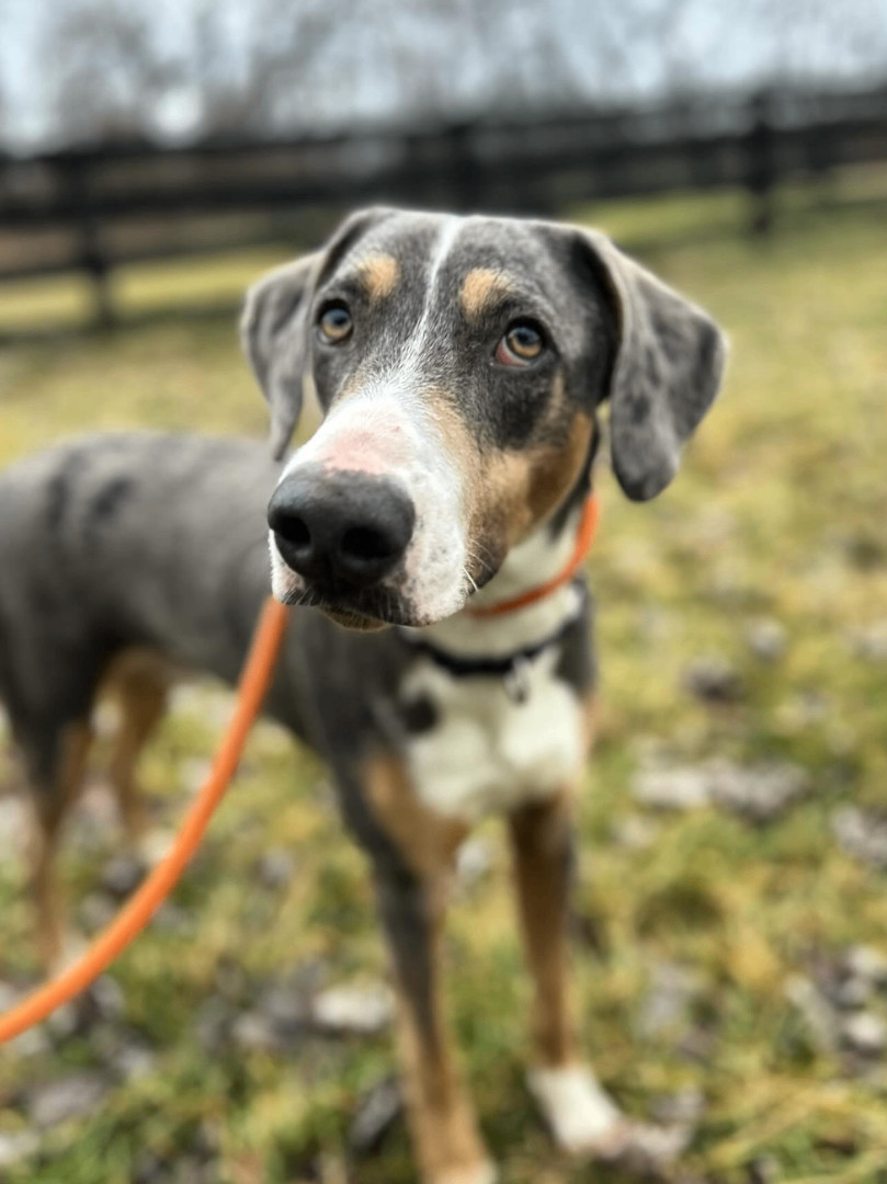 Leon, Adopted, Young Male Catahoula Leopard Dog & Mixed Breed.