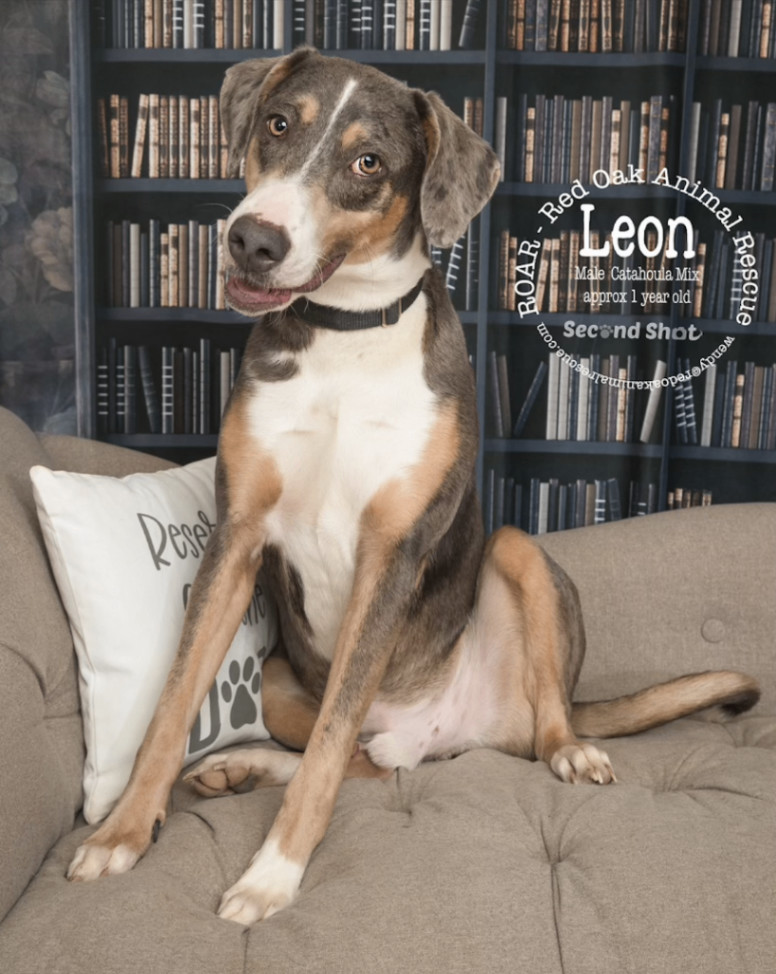 Enlarge Leon, a Adopted mixed breed in New Richmond, OH image 2/2