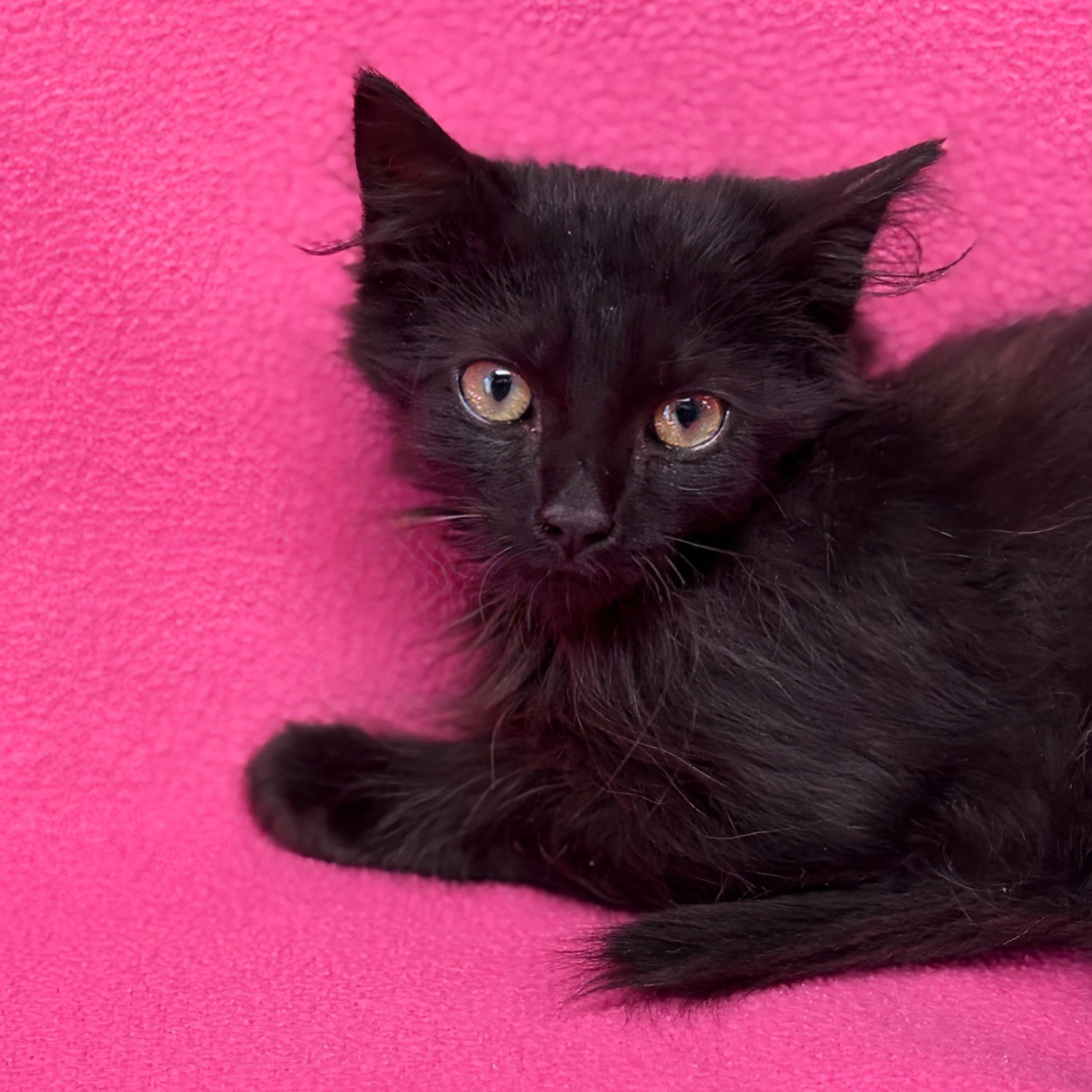 Enlarge Cinder, a ADOPTABLE Domestic Medium Hair in Valdosta, GA image 1/1