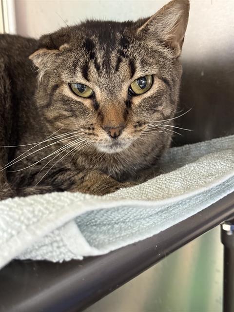 PIP SQUEAK, Adoptable, Adult Female Domestic Short Hair.