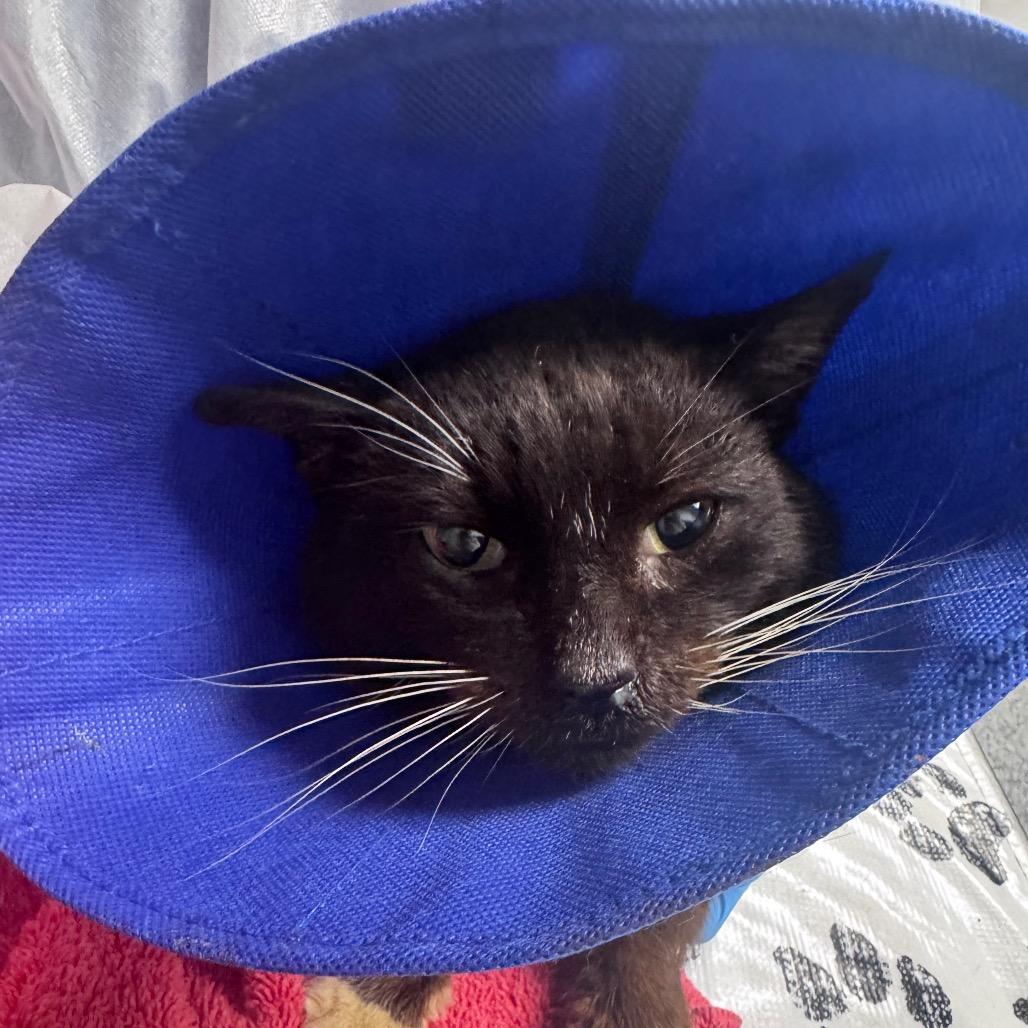 Dennis, Adoptable, Adult Male Domestic Short Hair.