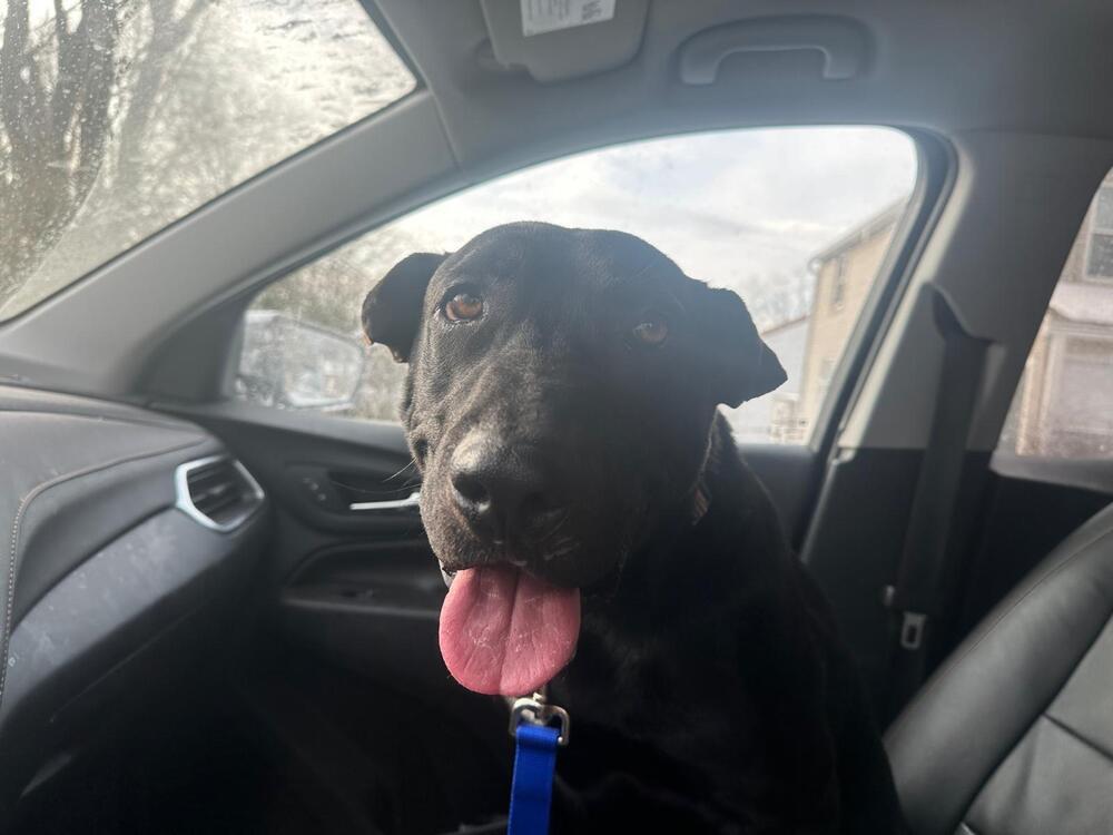 Enlarge Maverick (LOCALLY FOSTERED), a Adoptable mixed breed in Leverett, MA image 1/6