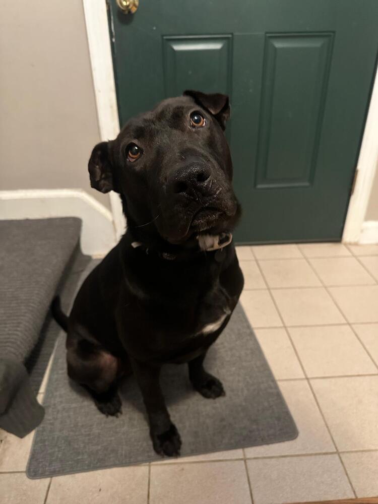 Enlarge Maverick (LOCALLY FOSTERED), a Adoptable mixed breed in Leverett, MA image 2/6