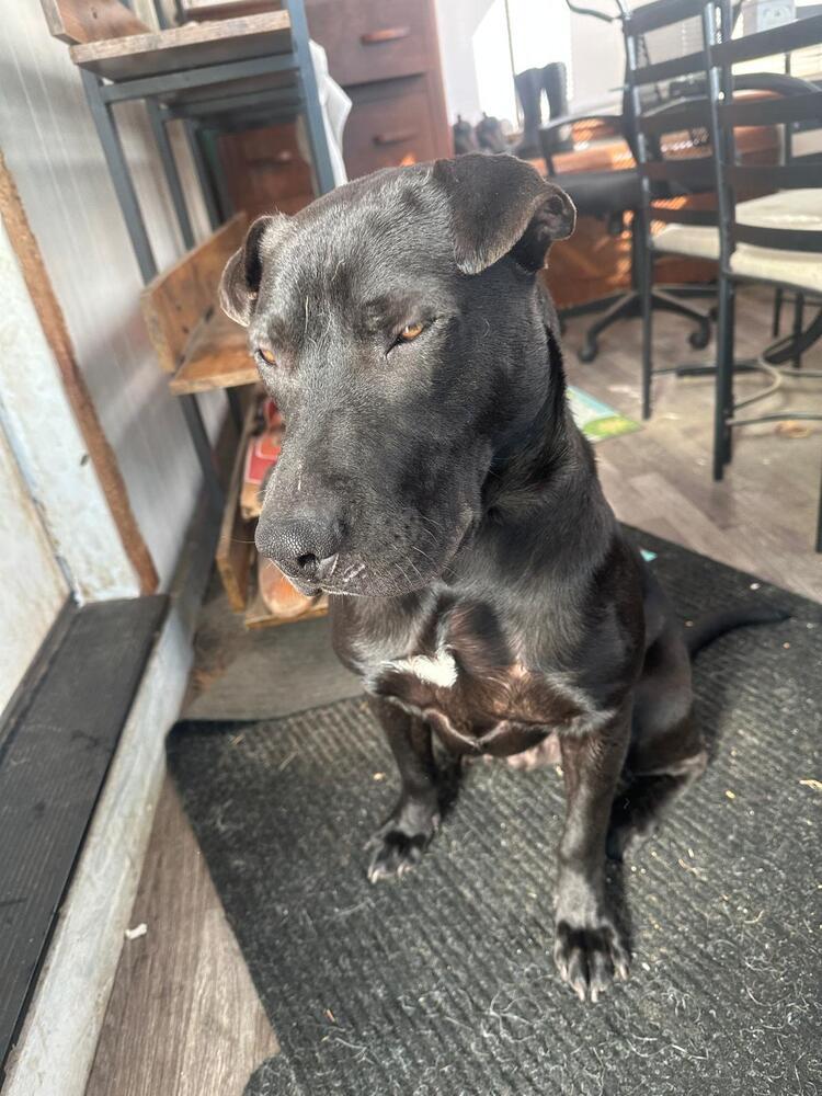 Enlarge Maverick (LOCALLY FOSTERED), a Adoptable mixed breed in Leverett, MA image 3/6