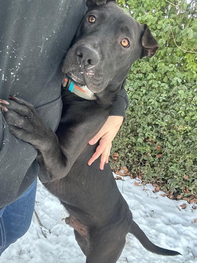 Enlarge Maverick (LOCALLY FOSTERED), a Adoptable mixed breed in Leverett, MA image 4/6