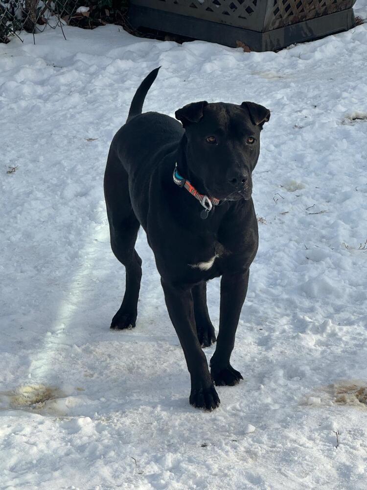 Enlarge Maverick (LOCALLY FOSTERED), a Adoptable mixed breed in Leverett, MA image 5/6