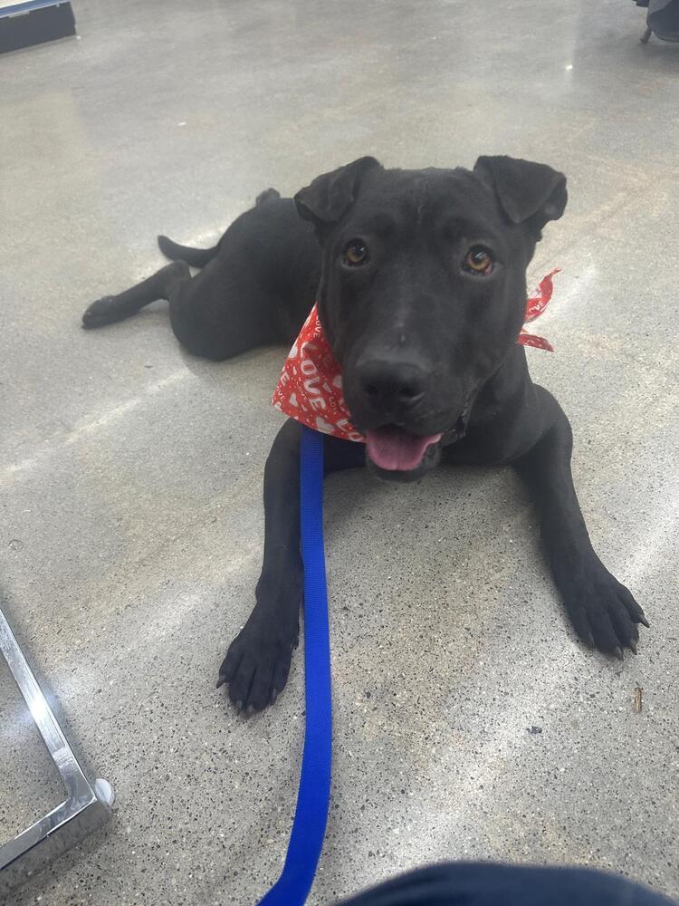 Enlarge Maverick (LOCALLY FOSTERED), a Adoptable mixed breed in Leverett, MA image 6/6