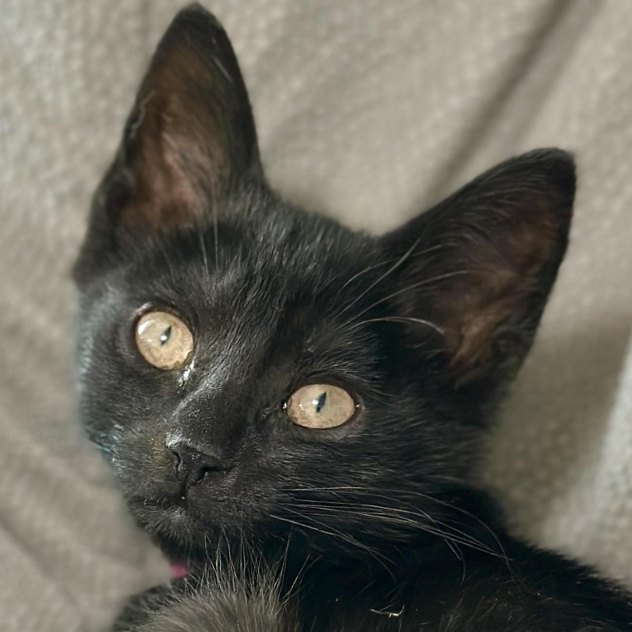 Enlarge Tulip, an adopted Domestic Short Hair in Victor, NY image 1/3