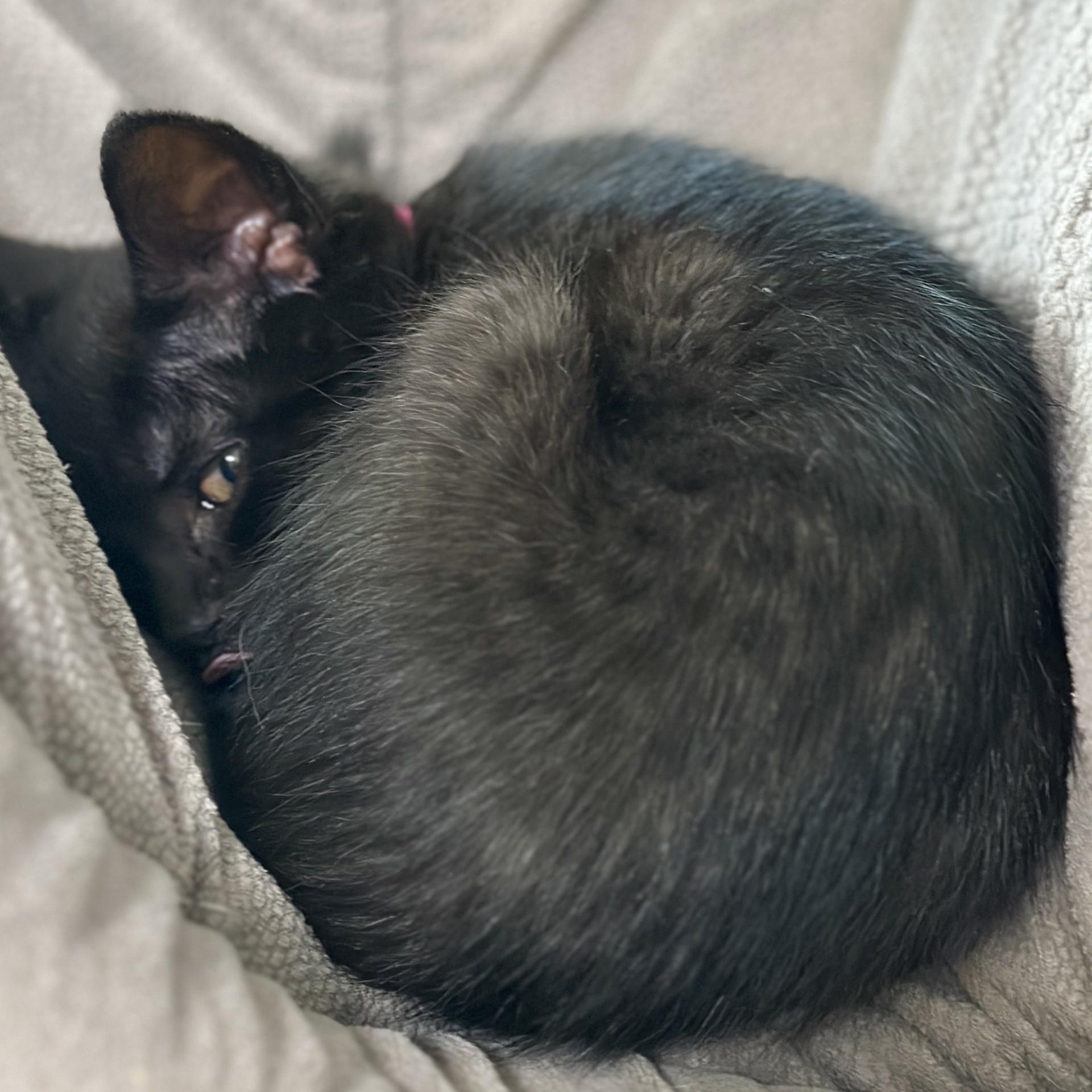 Enlarge Tulip, an adopted Domestic Short Hair in Victor, NY image 3/3