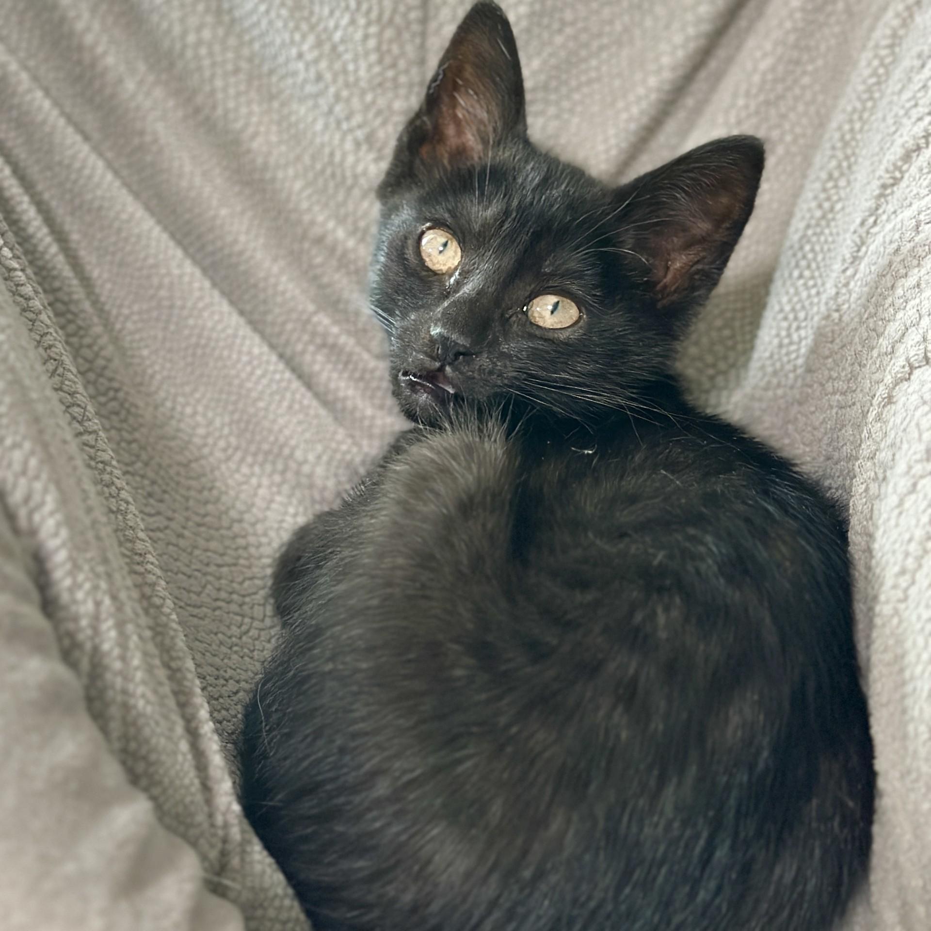 Enlarge Tulip, an adopted Domestic Short Hair in Victor, NY image 2/3