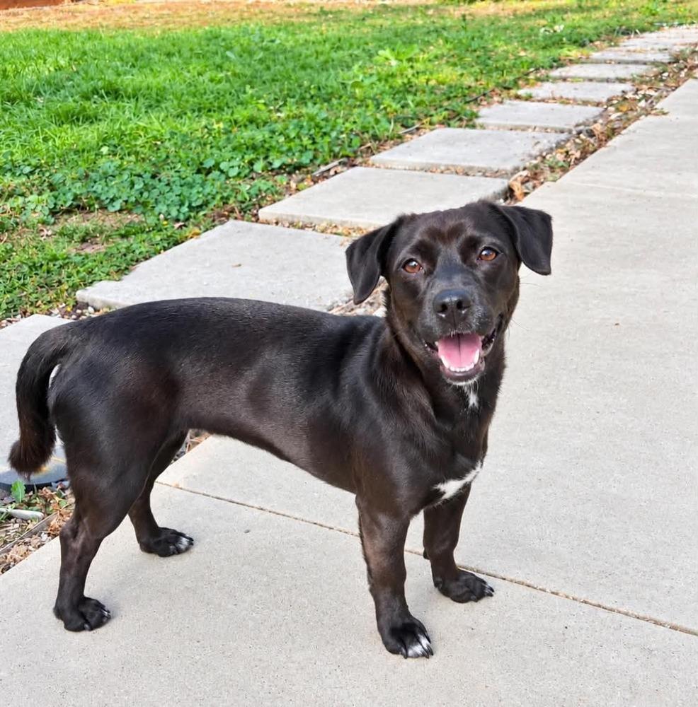 Sula, Adoptable, Adult Female Dachshund & Terrier.