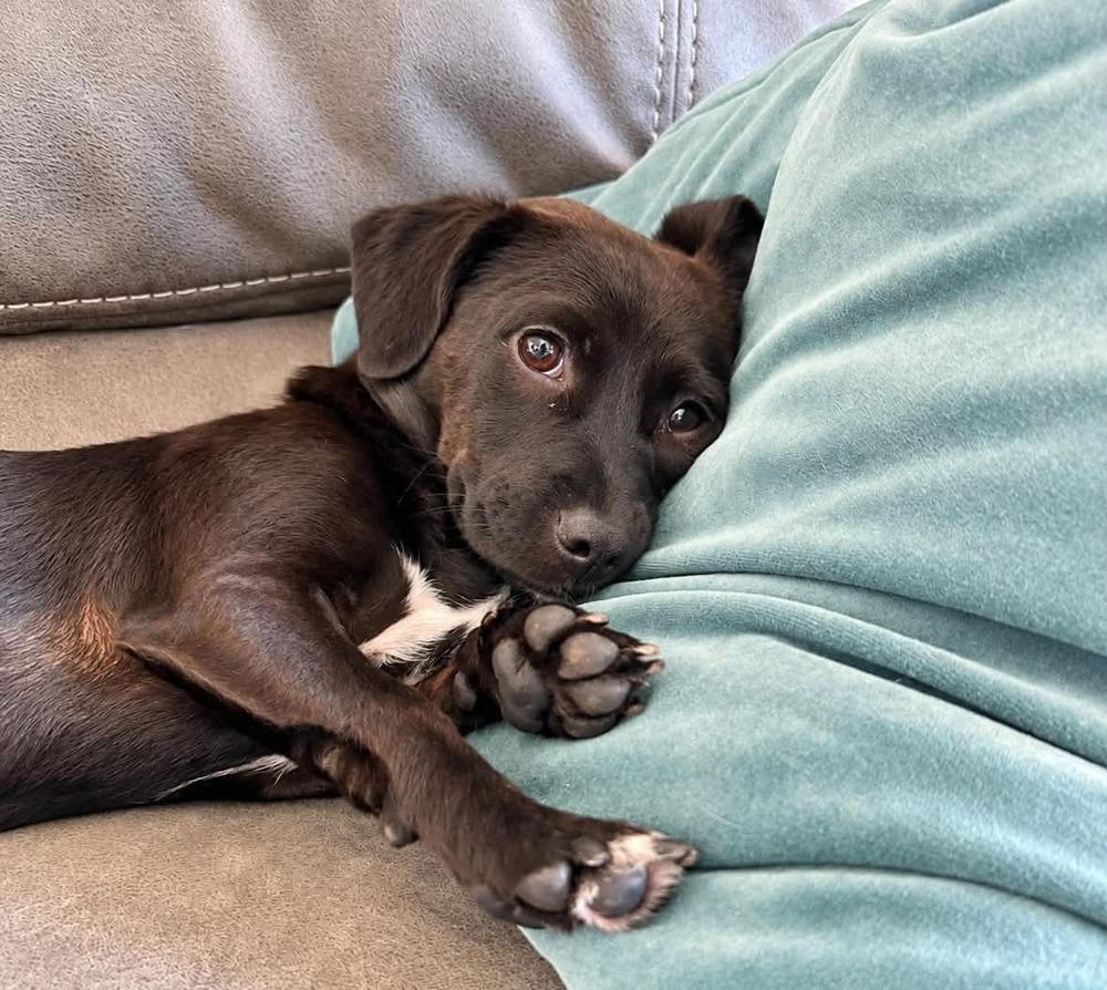 Enlarge Sula, a Adoptable mixed breed in Boulder, CO image 2/5