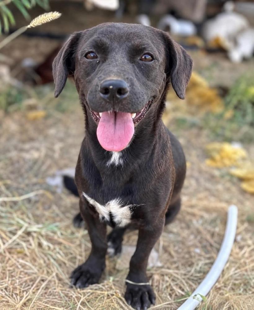 Enlarge Sula, a Adoptable mixed breed in Boulder, CO image 3/5