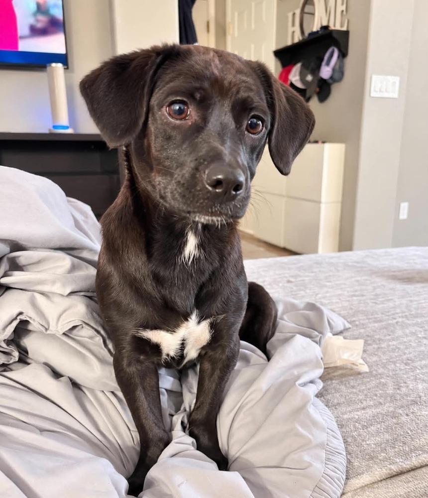 Enlarge Sula, a Adoptable mixed breed in Boulder, CO image 4/5