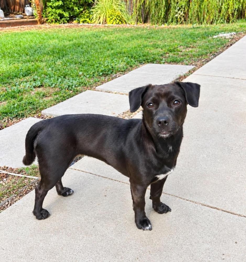 Enlarge Sula, a Adoptable mixed breed in Boulder, CO image 5/5