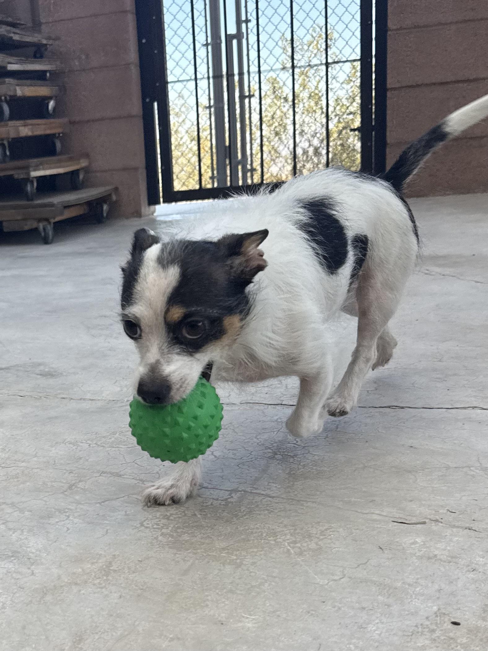 Daisy, an adopted mixed breed in Boulder City, NV image 2/3