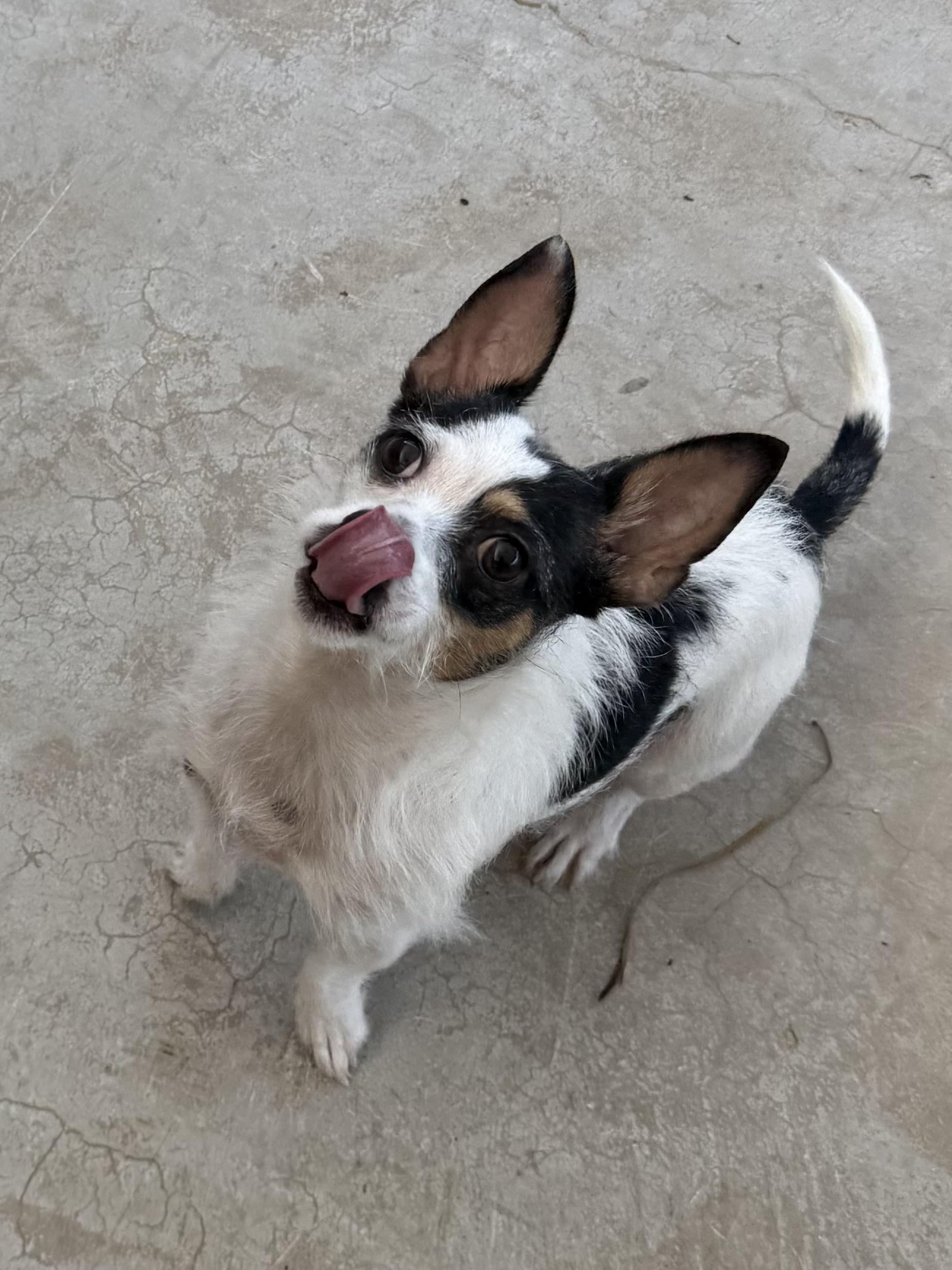 Daisy, adopted, Young Female Terrier.