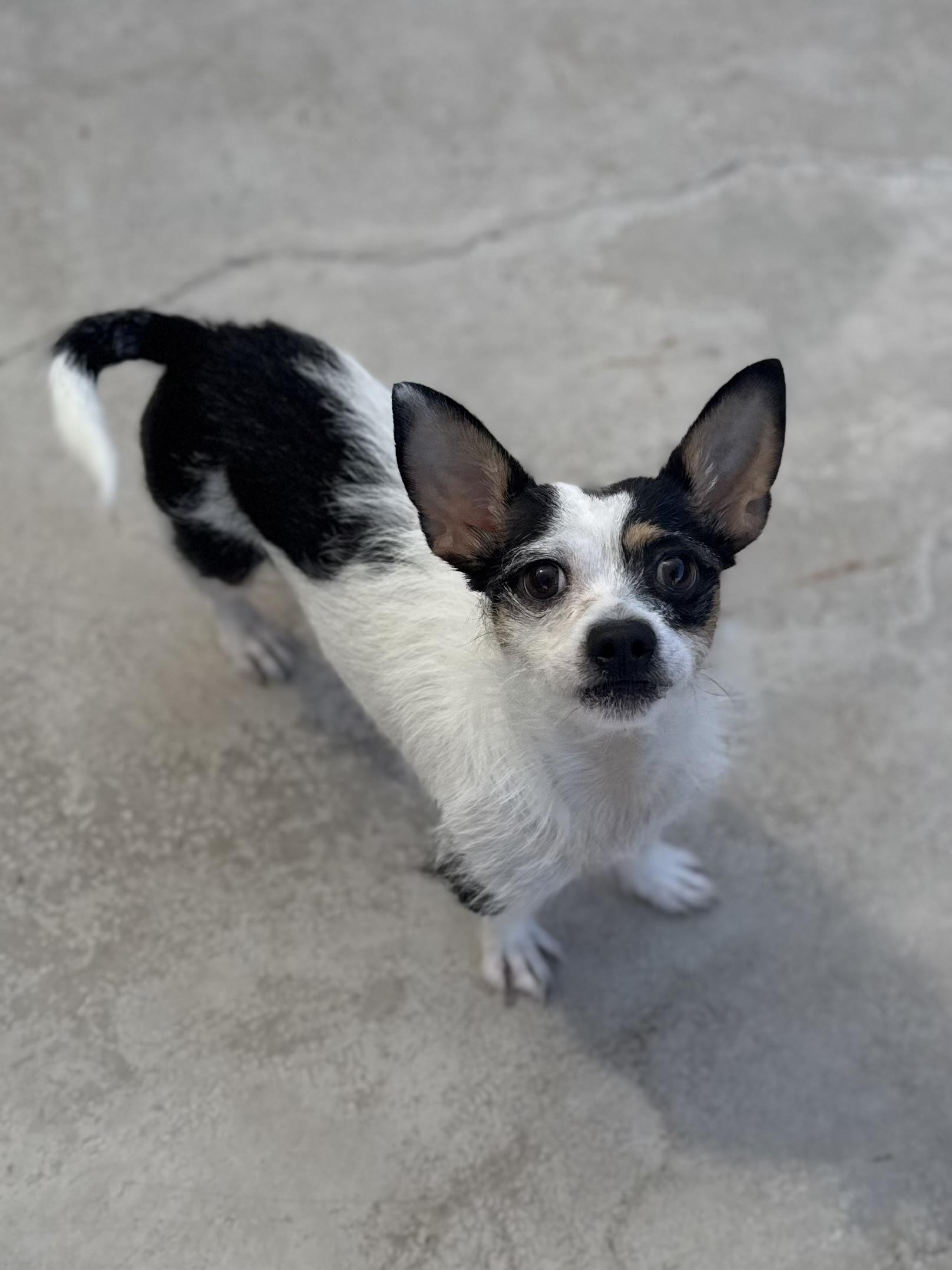 Daisy, an adopted mixed breed in Boulder City, NV image 3/3