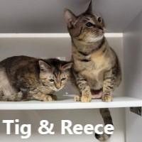Tig & Reece, Adoptable, Young Female Domestic Short Hair.
