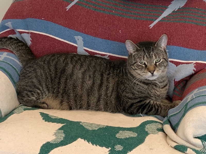 Enlarge Jack, a Adoptable Domestic Short Hair in Philadelphia, PA image 1/10