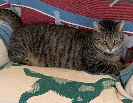 Enlarge Jack, a Adoptable Domestic Short Hair in Philadelphia, PA image 2/10