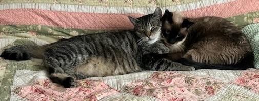 Enlarge Jack, a Adoptable Domestic Short Hair in Philadelphia, PA image 3/10