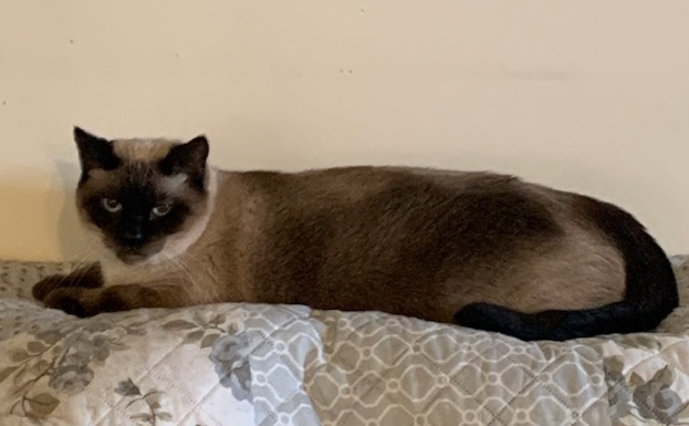 Enlarge Jack, a Adoptable Domestic Short Hair in Philadelphia, PA image 4/10