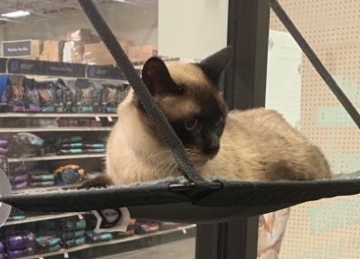 Enlarge Jack, a Adoptable Domestic Short Hair in Philadelphia, PA image 5/10