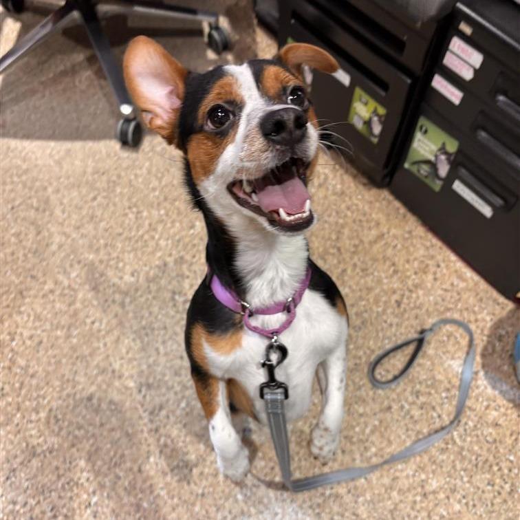 Nashville, Adoptable, Young Male Beagle & Chihuahua.