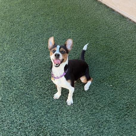 Enlarge Nashville, a Adoptable mixed breed in Tempe, AZ image 2/6