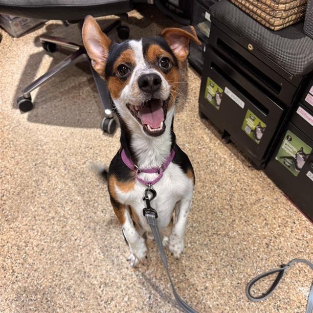 Enlarge Nashville, a Adoptable mixed breed in Tempe, AZ image 3/6