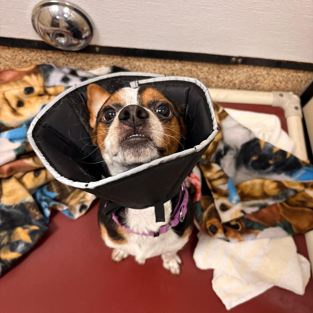 Enlarge Nashville, a Adoptable mixed breed in Tempe, AZ image 4/6