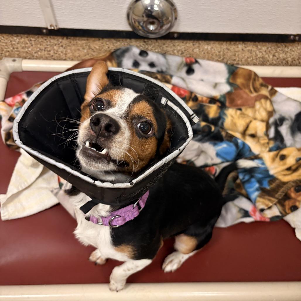 Enlarge Nashville, a Adoptable mixed breed in Tempe, AZ image 5/6